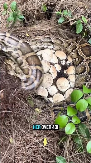 We Found a 16ft Python Guarding 431 Eggs! 😳🐍 #shorts