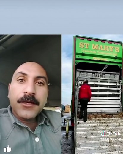 Livestock Loading and Unloading Process on a Truck