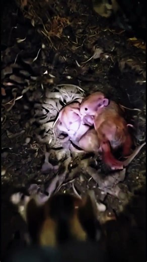 Chipmunk POV Inside a Hidden Underground Burrow Colony | Real Mounted Cam #Wildlife #Nature