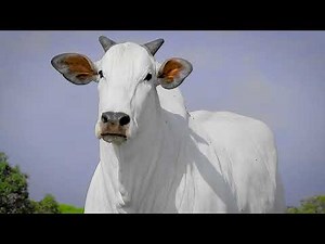 LOTE 31 BRENDHA III FIV CGAL CGAL 2292 zap