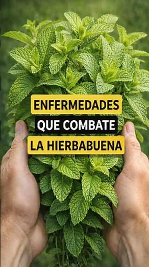 ¡Nunca imaginaste que la hierbabuena hace esto en tu cuerpo!
