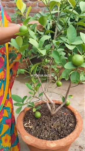 Lemon trees will bear lots of lemons #HomeGardening #UrbanFarming #RoofTopGardening