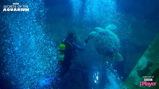 Diving with Turtles is an adrenaline rush! A clip from Episode 5 of Secrets of the Aquarium, watch the full series now on BBC iPlayer! 🐢 bbc.co.uk/programmes/m001sh5s | National Marine Aquarium