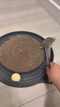 AUOON Cat Scratcher Toy 3 in 1 Overview | Is it worth it? #ad #amazoninfluencer