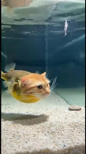 It Used Cat Patience and Puffer Speed Simultaneously and Won #kittenfish #underwater #shorts