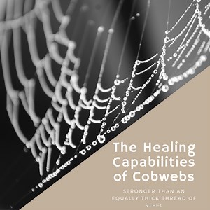 Survival Healing: Using Spider Webs on Wounds