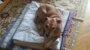 Excalibur, el perro de la mujer infectada por ébola, salta a la actualidad