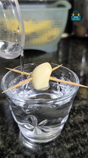 Grow Garlic Without Soil 🧄 #kitchenhacks