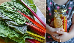 Lacto-Fermented Rainbow Chard Stalks :: Paleo & GAPS