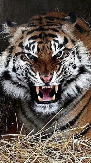 How to tell wild animals | Class 10 English Poem ‪@holdenglish‬