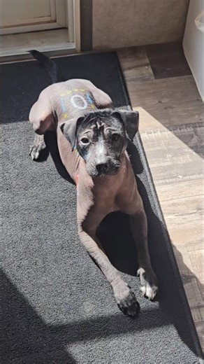 “Sun-Kissed Xolo Just Vibing ☀️🐕” #xolo