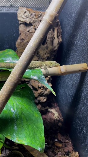 Eurydactylodes agricolae- Bauer’s Chameleon Gecko’s #eurdactylodes #chameleongeckosofinstagram #chameleongecko #giantdaygecko #phelsumagrandis ﬁnstagram