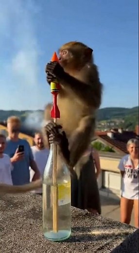 Feuerwerk startet – und plötzlich fliegt der Affe mit! 😂🚀🐒 #funny #lustig #viral