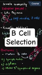 B Cell Selection Process Explained | Positive & Negative Selection