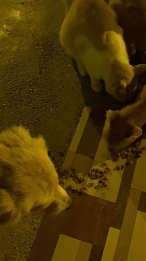 #lassie__el__dog #estoyperdiendoapoyo #pets #