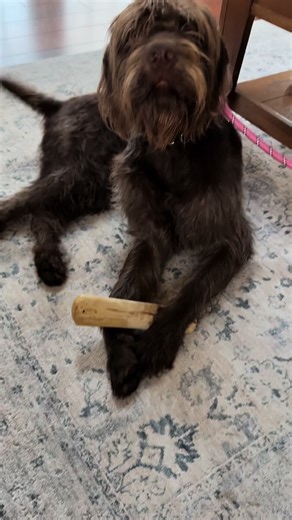 Mowgli loves his new indoor stick! He’s still not sure why he can’t bring outdoor sticks inside tho! #pudelpointeroftiktok #pointer #birddog