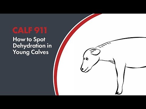 How to spot dehydration in young calves