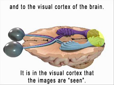 Vision | Anatomy and Physiology I