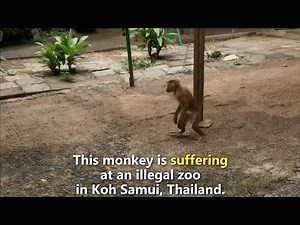Monkeys Chained, Animals Kept Illegally at Thai Facility
