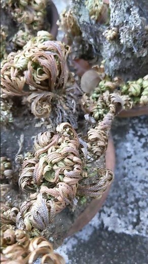 枯れない植物 イワヒバの冬の過ごし方