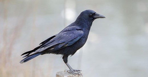 Do Crows Migrate During the Winter?