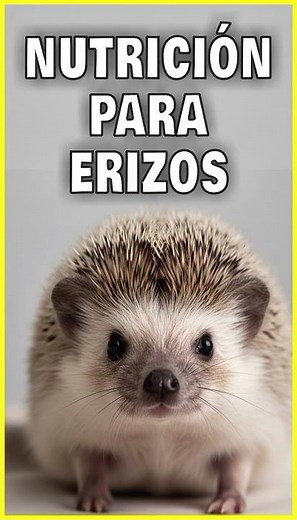 La dieta correcta para erizos #Erizos #NutriciónParaErizos #AlimentaciónAnimal #MascotasExóticas