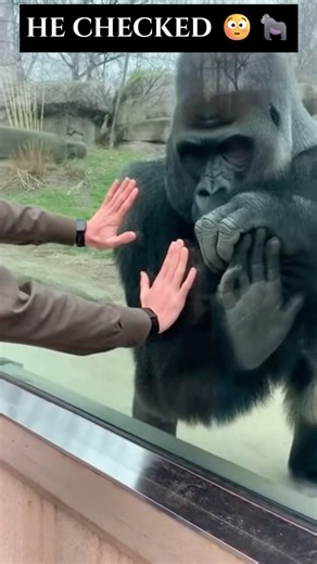 A Silent Experiment With a Gorilla 🦍