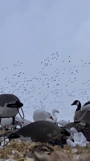 Goose Hunting Forever💥 . . . . . #goosehunting #gooseseason #huntcanada #goosehunt #goosehunter | Michitoba Outfitting Manitoba Outfitter and Guide