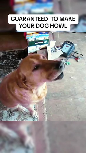 GUARANTEED TO MAKE YOUR DOG HOWL #loveanimal #dog #sounds | Dogs Howling