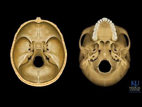 Skull Base Anatomy