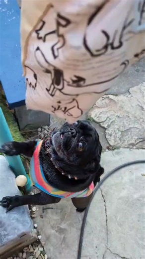 オリジナル楽曲 - #pug_bostonterrier_bros.を使っている#pug_bostonterrier_bros. (@pug_bostonterrier_bros)の動画