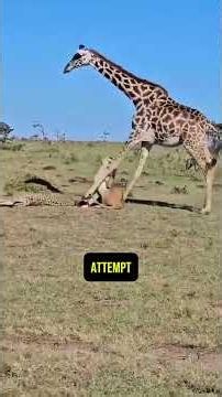 Animal Moments So Unbelievable They Had to Be Filmed. #animals #facts