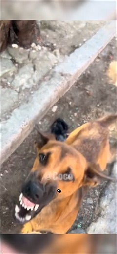 Bro doesn't get chased by Dogs, He chases them 😭😭. Credits: Elperrohumano