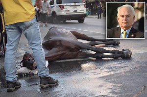 NYC carriage horse on the mend after scary collapse in Manhattan: stable worker