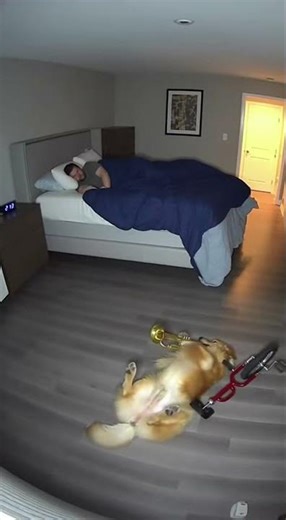 Dog Riding a Unicycle While Playing Music… Then Instantly Wipes Out
