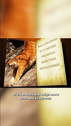 Ligers V Tigons: What's the difference? 🦁🐯#science