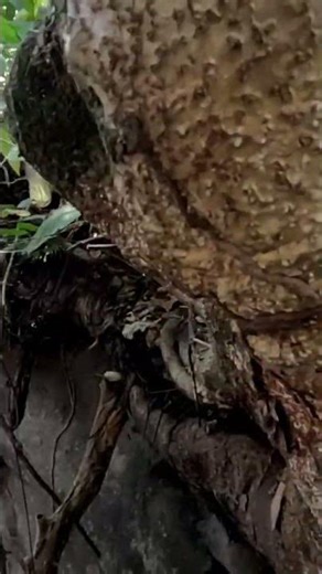 Explore rocky cliffs and embark on an adventure through the mountains and forests.