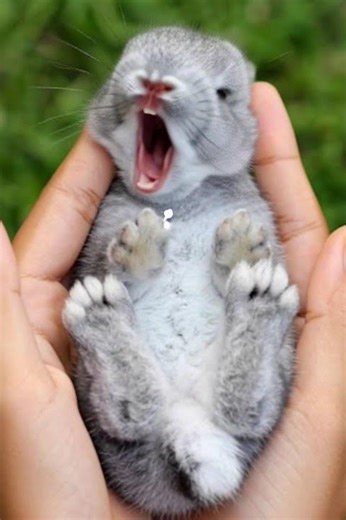 Cutest Sleeping Bunny Ever 😴🐰 #cute #rabbit #cuteanimals