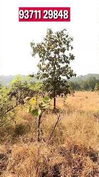 ID :205/4 The 2.5 acre in Mangaon