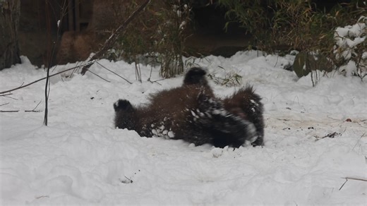 The bear cubs, Hazel & Juniper, are absolutely loving the snow! They are so much fun to watch! Come early to see the animals and then stay for the PNC Festival of Lights. | Cincinnati Zoo & Botanical Garden