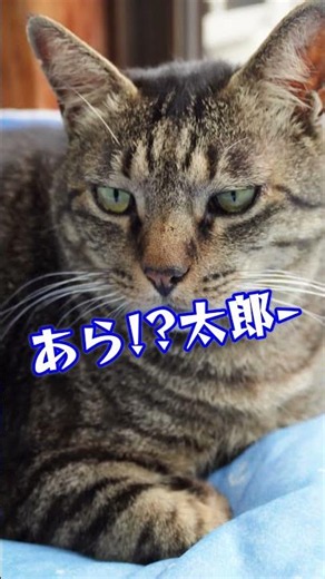 【猫動画】出し方が上半期最大級の元野良ボス猫😆👅💕#shorts #cat #猫のいる暮らし #キジトラ #保護猫