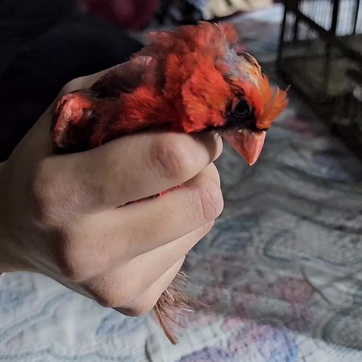 Cómo cantan los cardenales: belleza natural