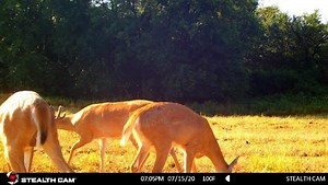 2.7K views · 105 reactions | Sound on! Gotta love the DS4K quality! | Stealth Cam | Facebook