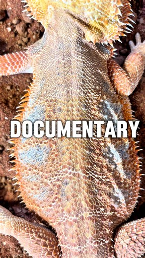 Our Bearded Dragon Documentary is being released on YouTube this week! Subscribe so you don’t miss it! 🦎 #beardeddragon #beardeddragons #beardiesoftiktok #pogonavitticeps