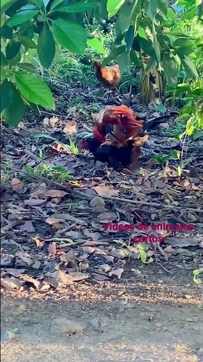 Gallo 🐓 pisando gallina. Chicken mating