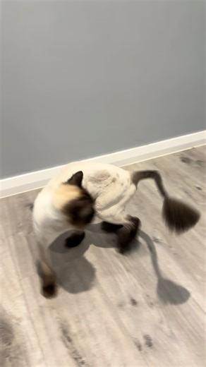 Funny Orange Cat Chases Its Tail