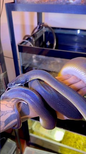 The Mesmerizing White-Lipped Python | Nature’s Shining Shadow