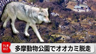 Escaped Wolf Recaptured as Tama Zoo Halts Operations