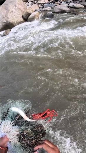 CRAZY CATCH in WILD CURRENTS! monsoon fishing #castnetfishing #fishing #netfishing #shorts #castnet