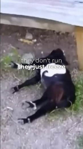 The Goat That Faints When It’s Scared 😳🐐